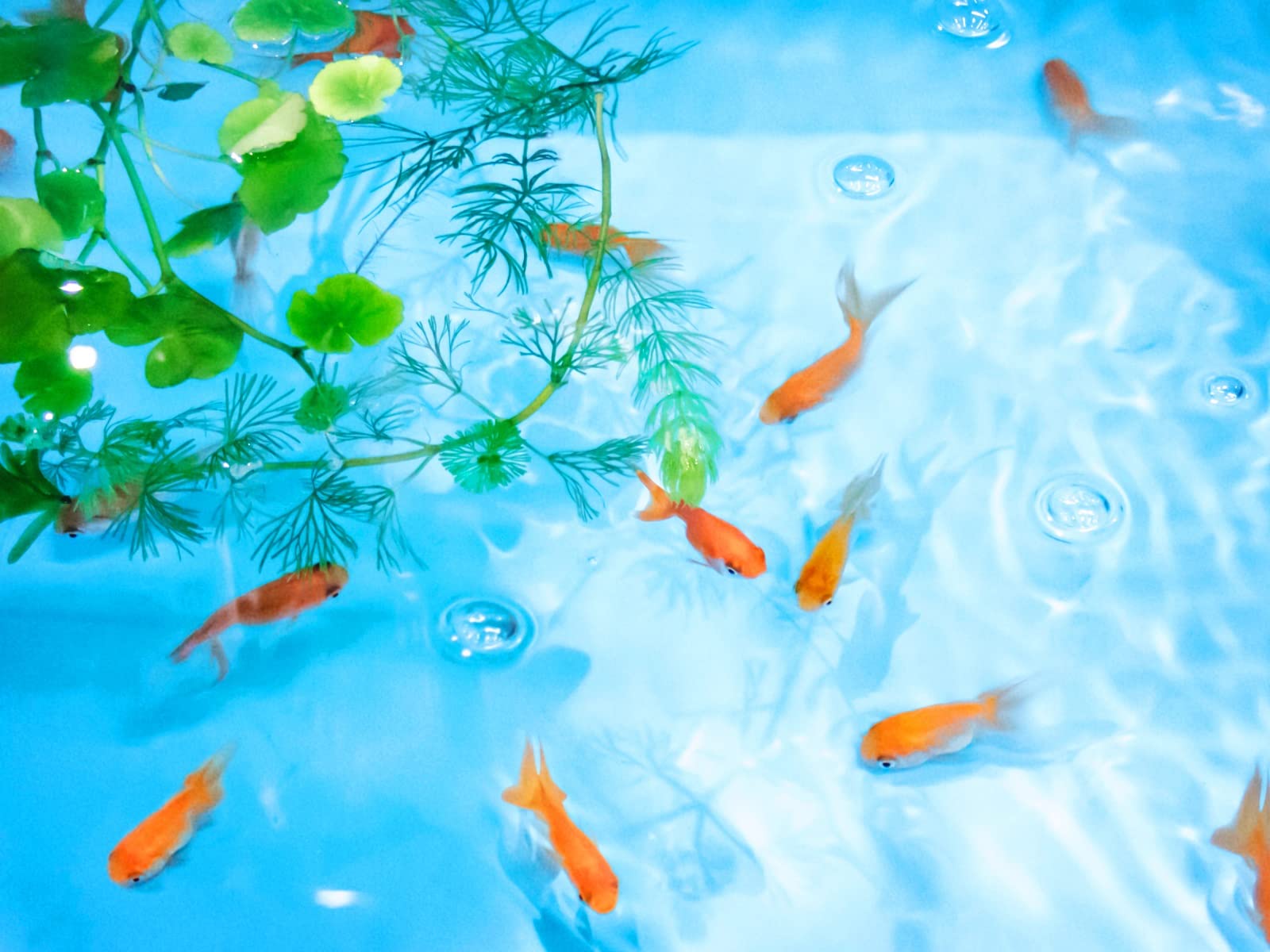 タペストリー　金魚　黒地 タペストリー 金魚 黒地